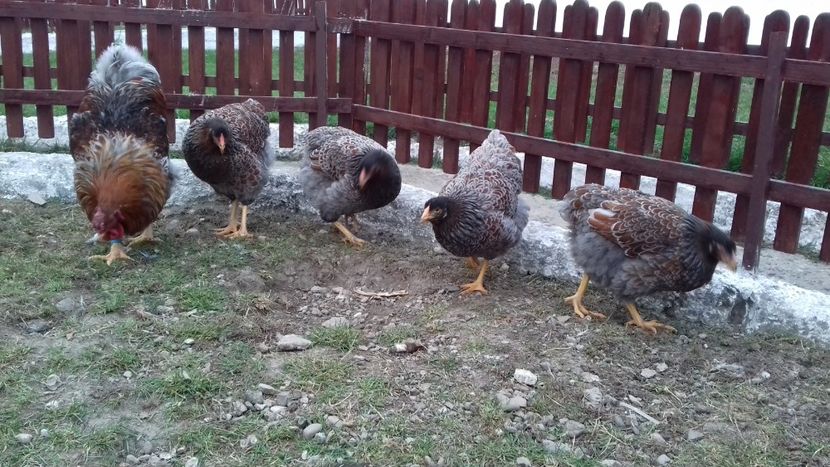  - Wyandotte auriu-albastru