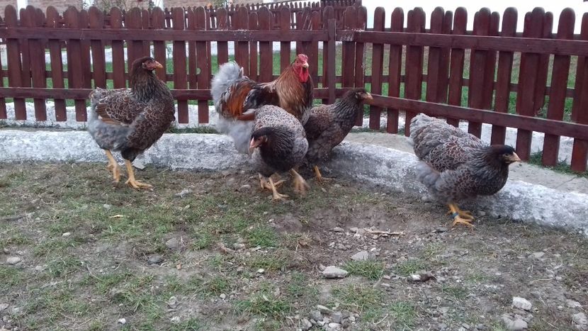  - Wyandotte auriu-albastru