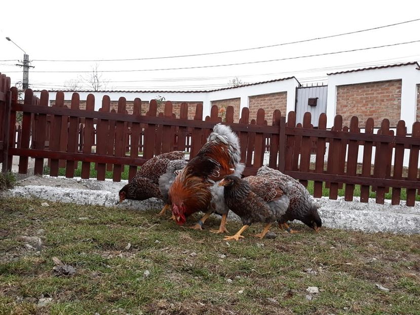  - Wyandotte auriu-albastru