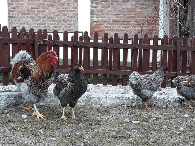  - Wyandotte auriu-albastru