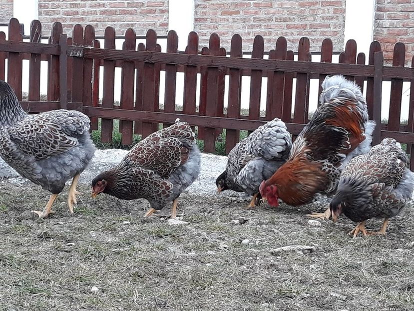  - Wyandotte auriu-albastru