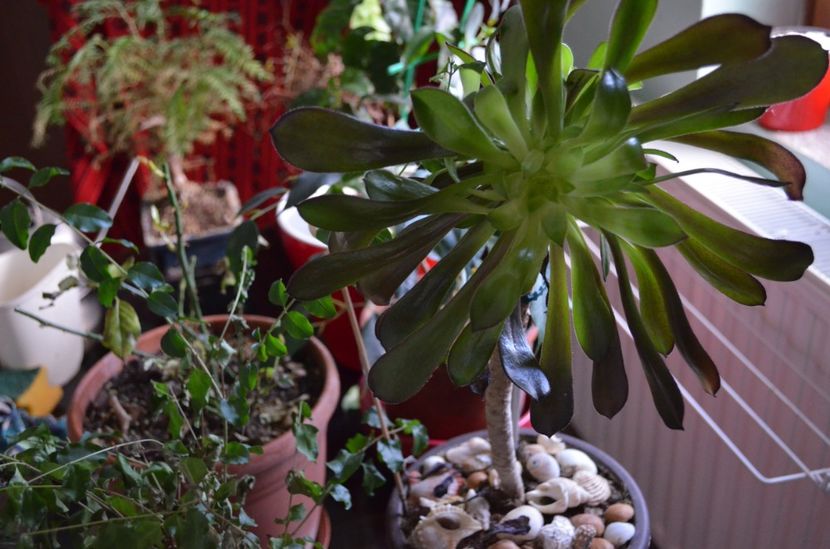  - suculente si cactusi