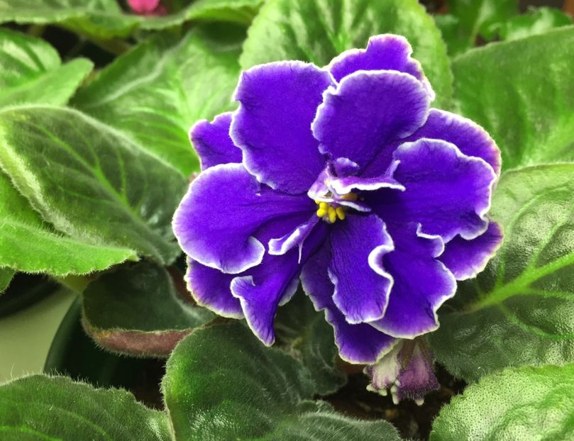 2923E2E9-0B05-4E6A-AFD9-00B993B6BDFF - Caribbean Blue