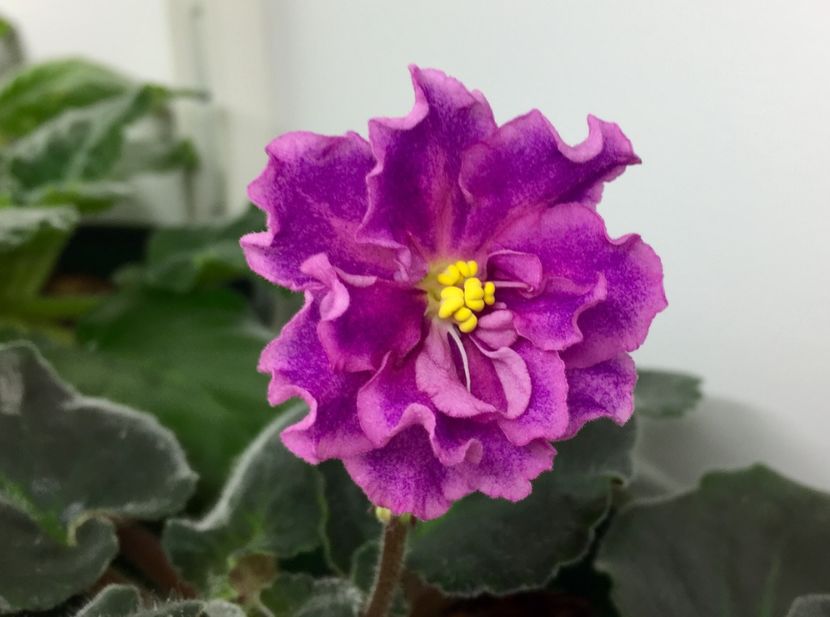  - EK-Boginia Krasoty