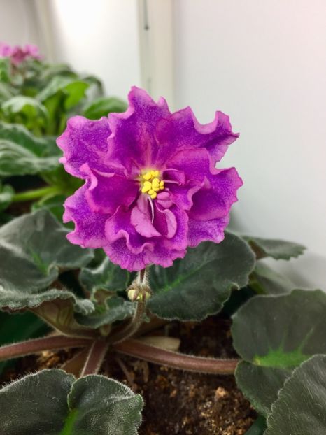 77CCD995-ED17-4508-9829-565D8A6AF89A - EK-Boginia Krasoty