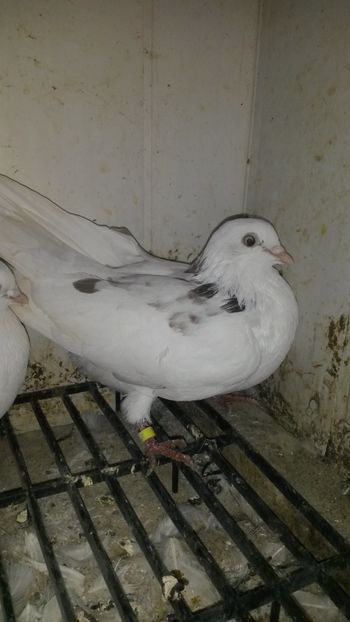 Maacul - 14 Rolleri de Birmingham