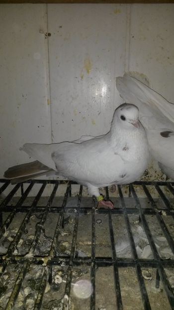  - 14 Rolleri de Birmingham