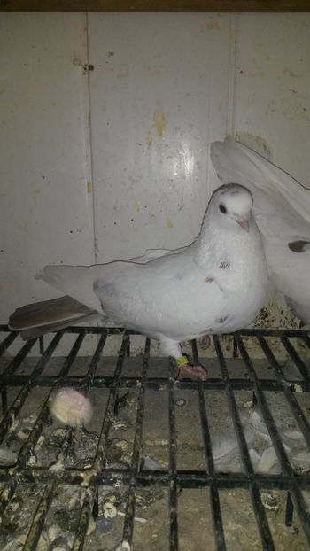  - 14 Rolleri de Birmingham