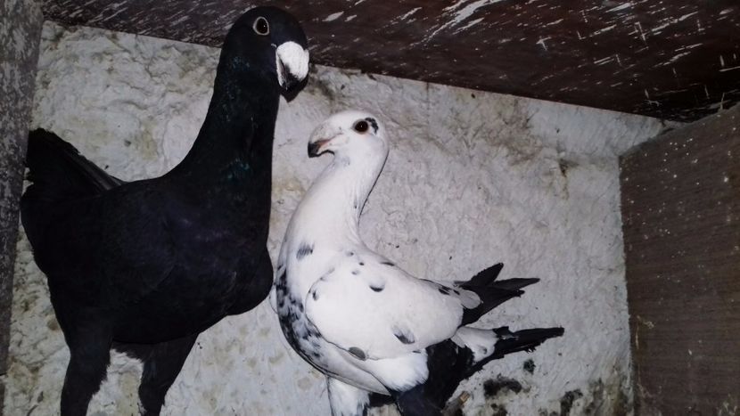  - Voiajori Germani Matca 2019