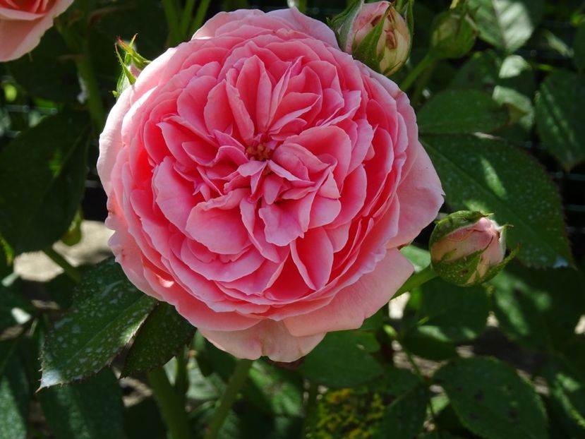  - Kimono rose