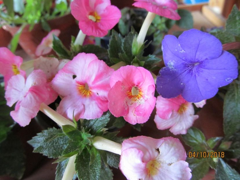  - ACHIMENES 2020 - VANZARI HIBRIZI