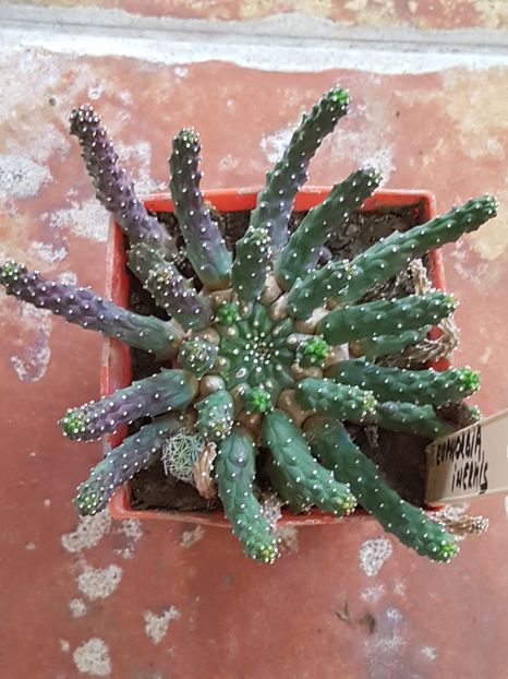 Euphorbia inermis - Euphorbia ---