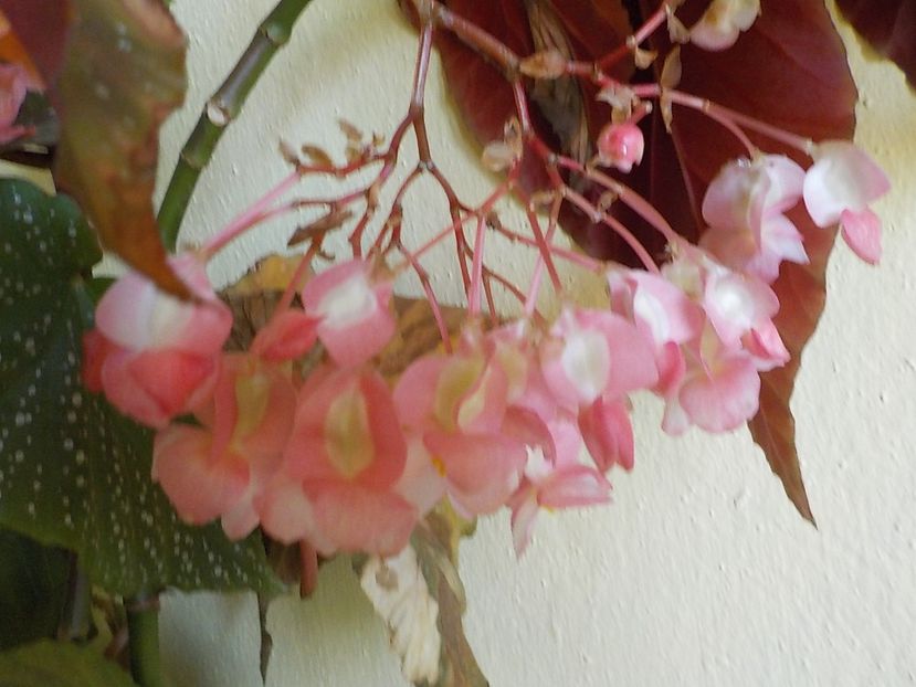  - begonia lucernae