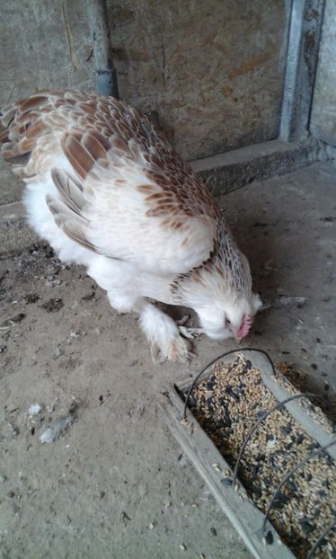 Picture 016 - GAINI DE CURTE