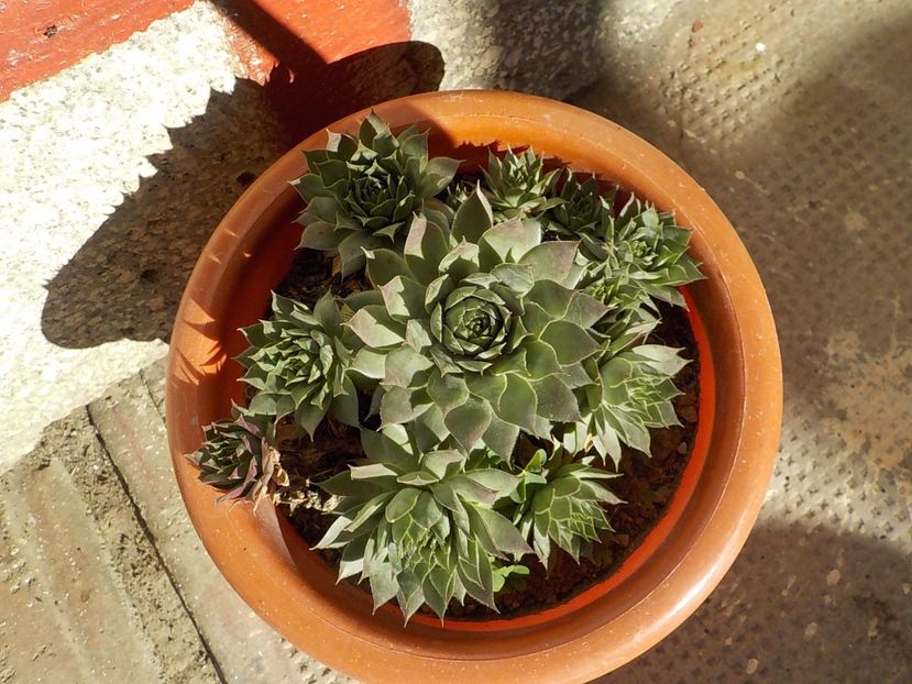  - Genul Sempervivum