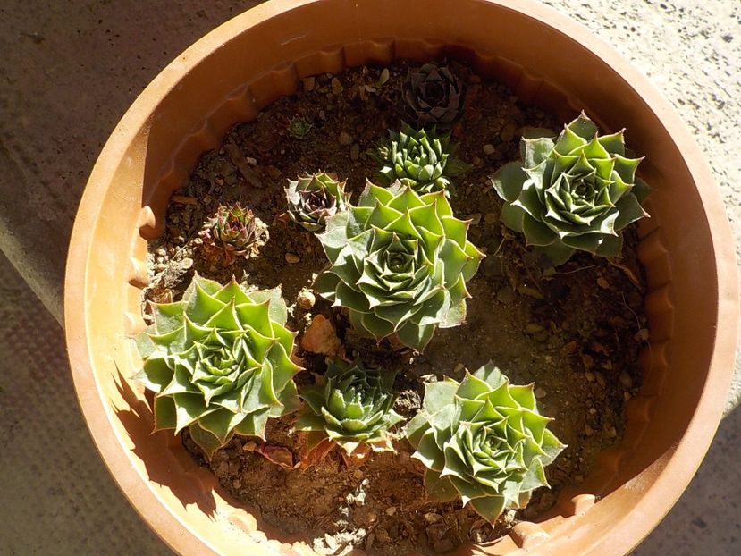  - Genul Sempervivum