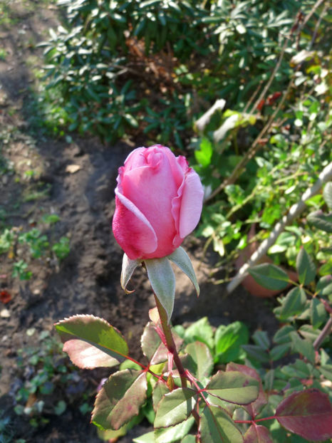  - 2018 - 03 - Toamna