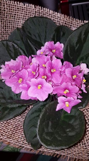  - Violetele mele - au fost