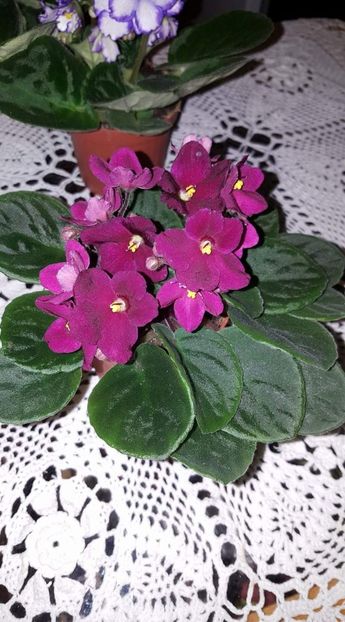 - Violetele mele - au fost