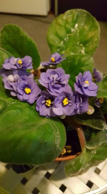  - Violetele mele - au fost