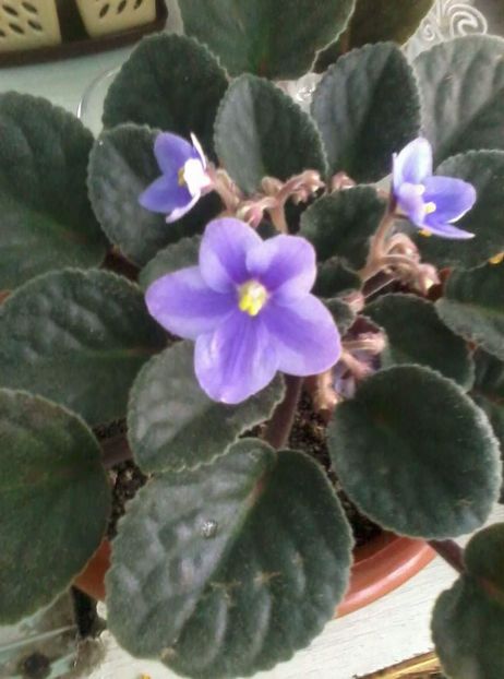  - Violetele mele - au fost