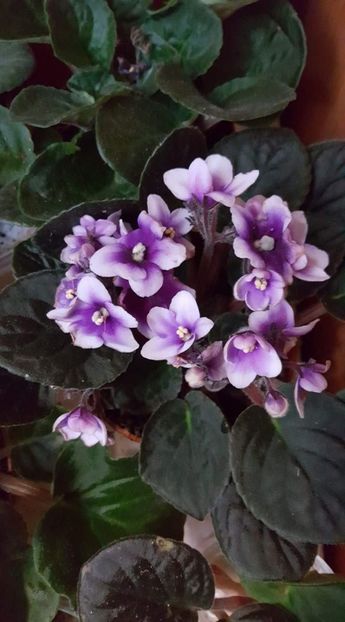 - Violetele mele - au fost