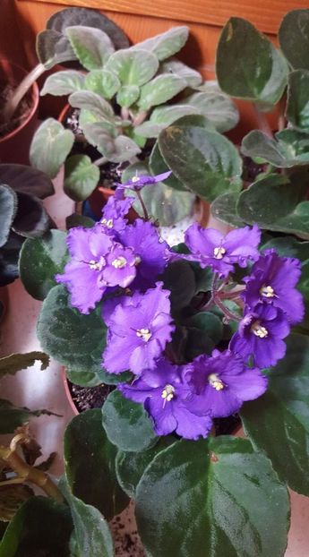  - Violetele mele - au fost