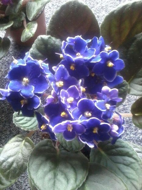 - Violetele mele - au fost