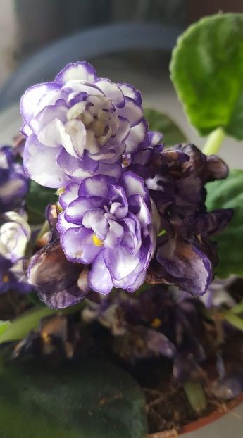  - Violetele mele - au fost