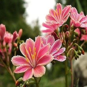  - Lewisia