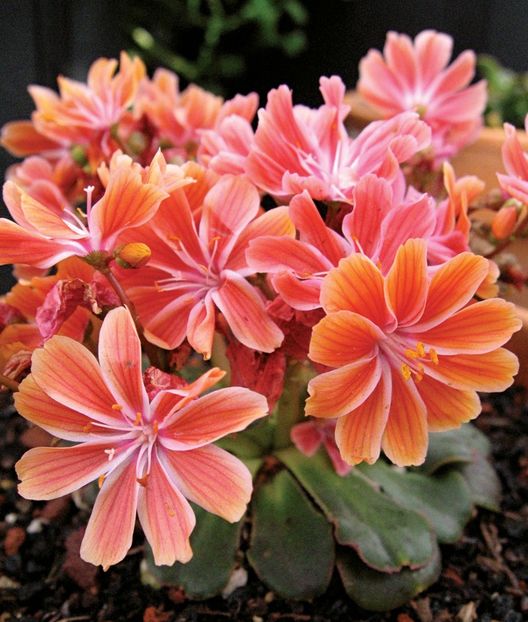  - Lewisia