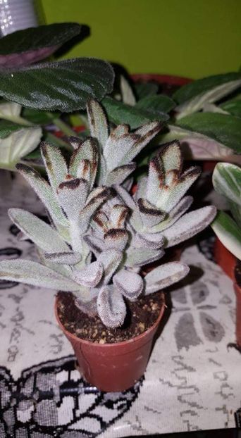 Kalanchoe Tomentosa - Suculente