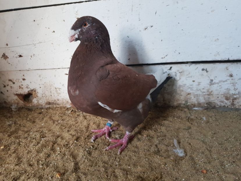 Mascul 2018 - Perechi 2019