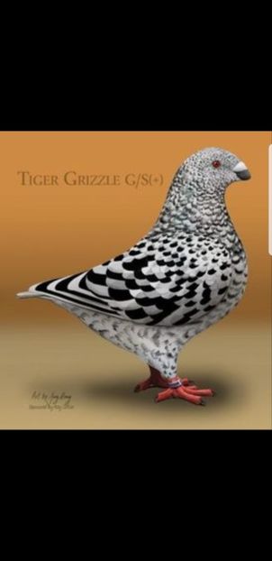 Perechea Nr.2 - Perechi 2019