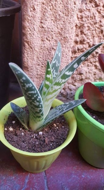 Aloe - Suculente
