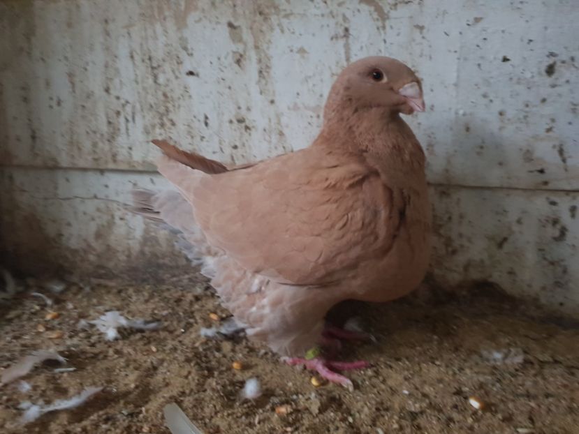 Femela 2017 - Perechi 2019