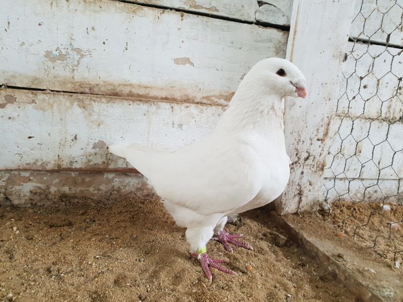 Mascul 2017 - Perechi 2019