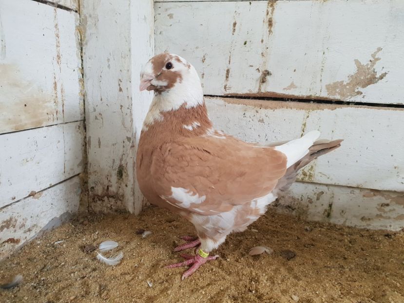 Femela 2017 - Perechi 2019