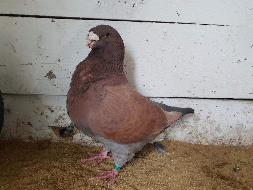 Mascul 2015 - Perechi 2019