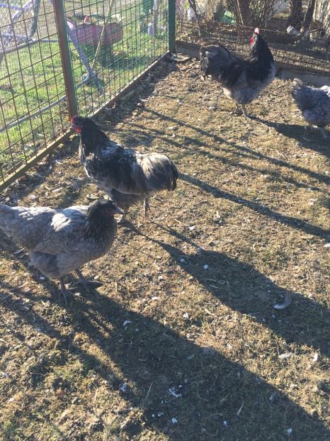 3C19D741-BEDA-4E13-A898-A08ADD3E929E - Găini australorp