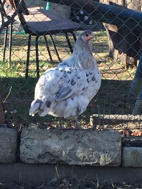 934F3BC7-E113-45A3-AA57-FE71B450CE39 - Găini australorp