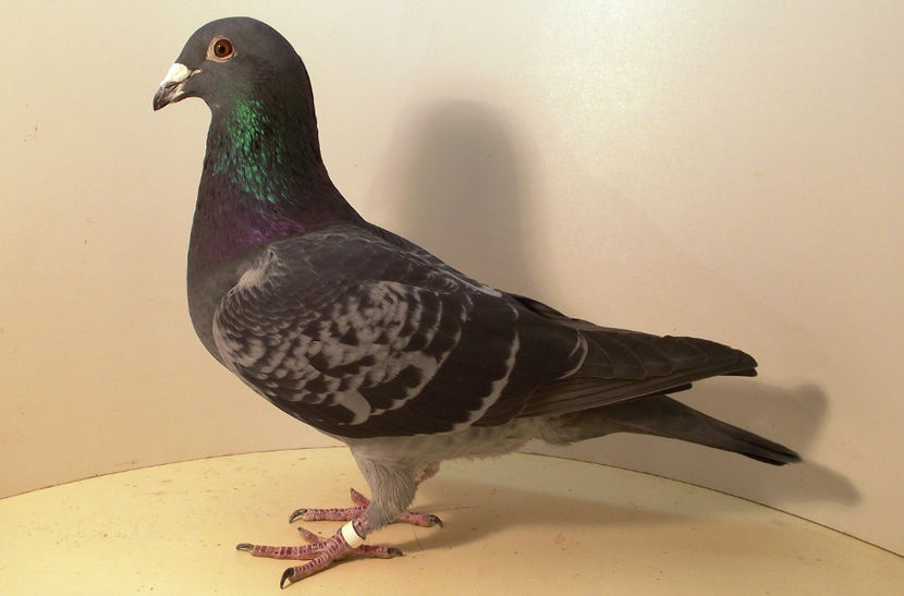 "Mr. President" - Mr President