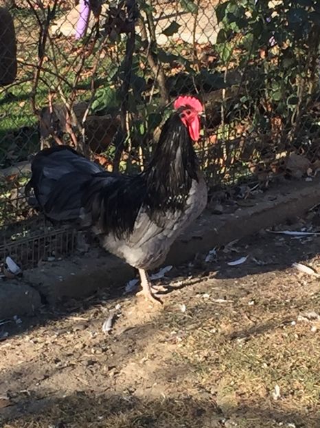 05494C73-9511-40D9-86FE-E85A3A7478A8 - Găini australorp