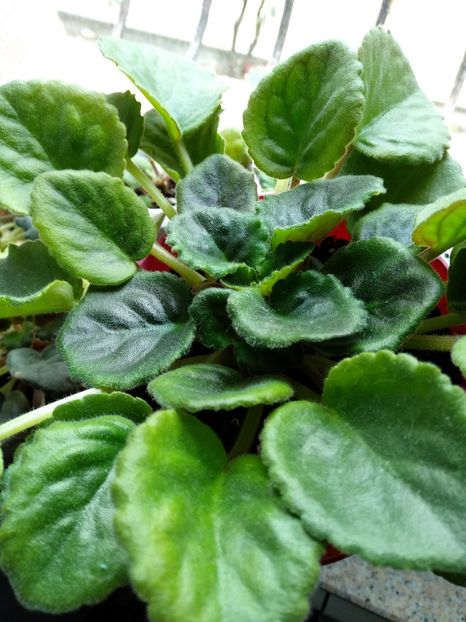 Grape Glory - Violete 2018