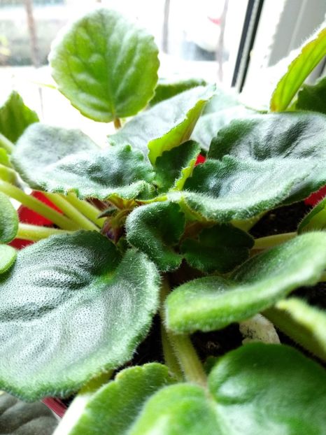 Grape Glory - Violete 2018