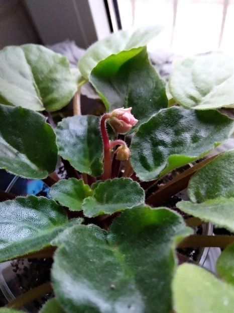 Ian Minuiet - Violete 2018