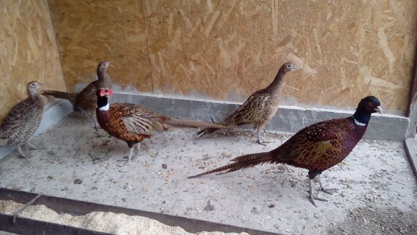  - Matca de fazani comuni 2018