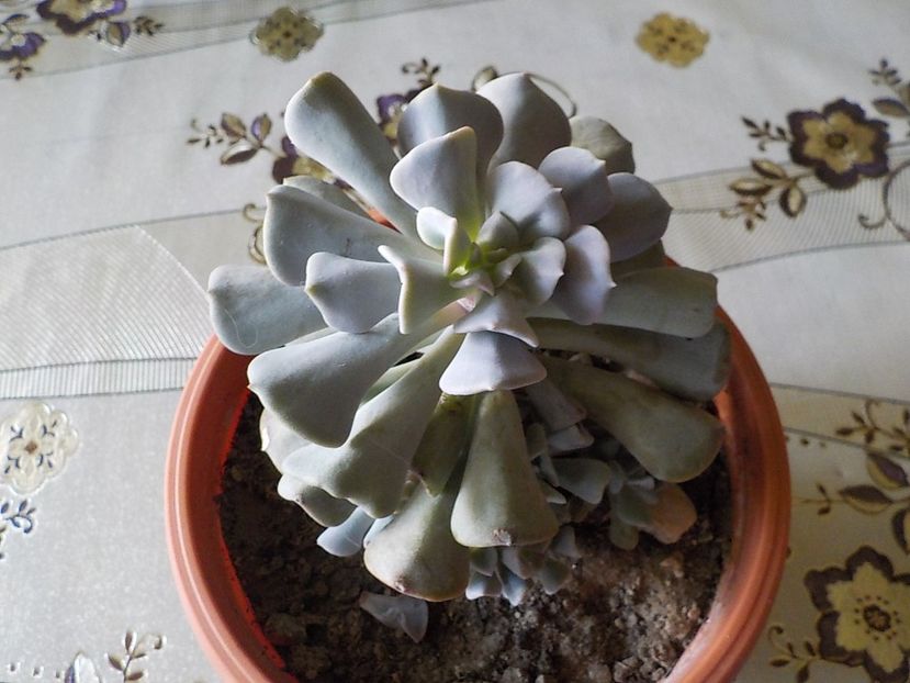  - CACTUSI si SUCULENTE