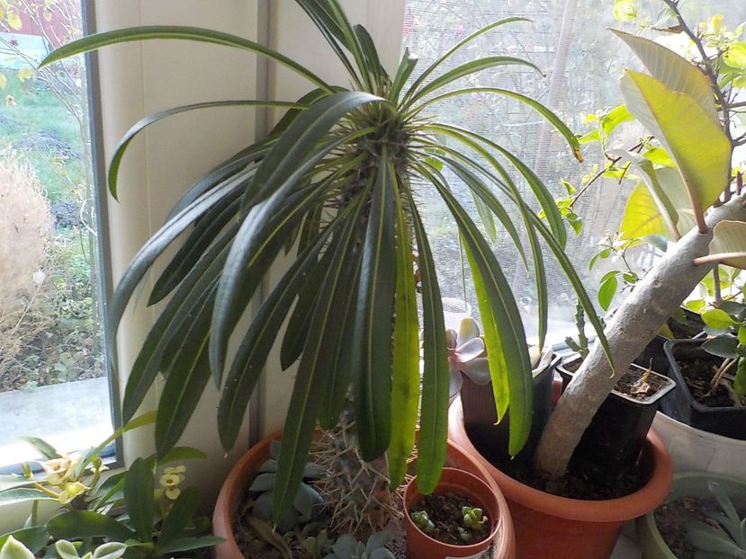  - CACTUSI si SUCULENTE