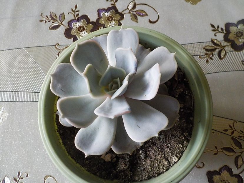  - CACTUSI si SUCULENTE